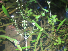 Sagittaria chapmanii (Sagittaria chapmanii)