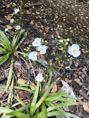 Sagittaria chapmanii (Sagittaria chapmanii)