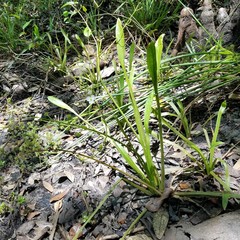 Sagittaria chapmanii (Sagittaria chapmanii)
