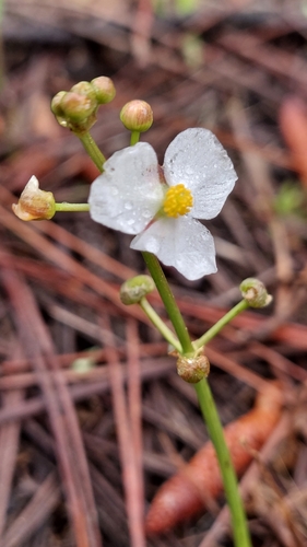 Sagittaria chapmanii (Sagittaria chapmanii)