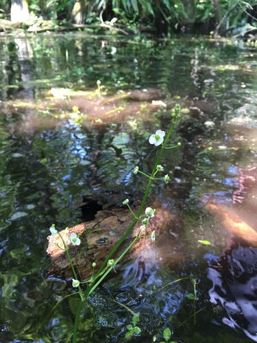 Sagittaria chapmanii (Sagittaria chapmanii)