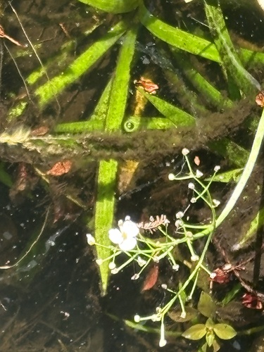 Sagittaria chapmanii (Sagittaria chapmanii)