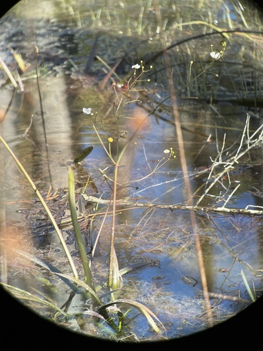 Sagittaria chapmanii (Sagittaria chapmanii)