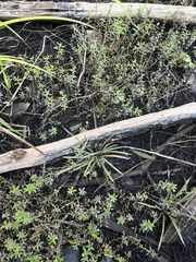 Sagittaria chapmanii (Sagittaria chapmanii)
