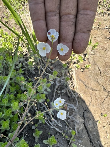 Sagittaria chapmanii (Sagittaria chapmanii)