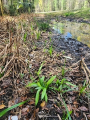 Sagittaria chapmanii (Sagittaria chapmanii)