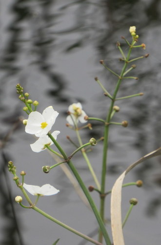 Sagittaria chapmanii (Sagittaria chapmanii)