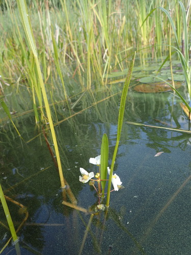 Crested arrowhead (Sagittaria cristata)