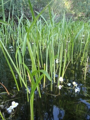 Crested arrowhead (Sagittaria cristata)