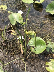 Crested arrowhead (Sagittaria cristata)