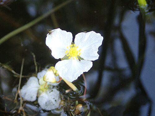 Crested arrowhead: Sagittaria cristata