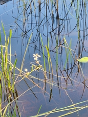 Crested arrowhead (Sagittaria cristata)