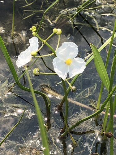 Crested arrowhead (Sagittaria cristata)