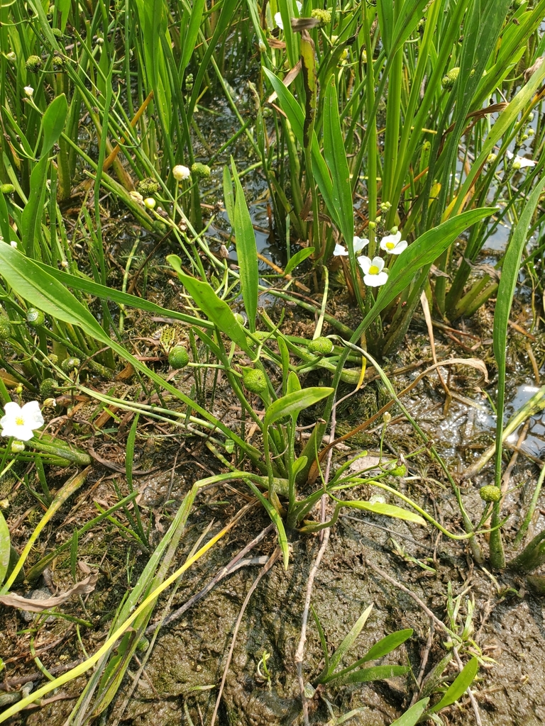 Crested arrowhead (Sagittaria cristata)