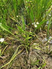 Crested arrowhead (Sagittaria cristata)