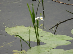 Crested arrowhead (Sagittaria cristata)
