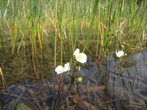 Crested arrowhead (Sagittaria cristata)