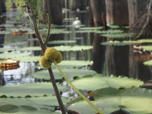 Engelmann's arrowhead (Sagittaria engelmanniana)