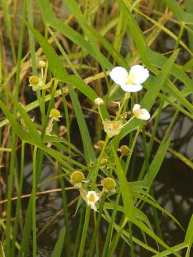 Engelmann's arrowhead (Sagittaria engelmanniana)