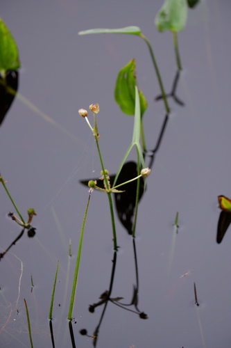 Engelmann's arrowhead (Sagittaria engelmanniana)