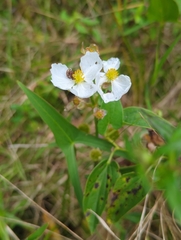 Engelmann's arrowhead (Sagittaria engelmanniana)