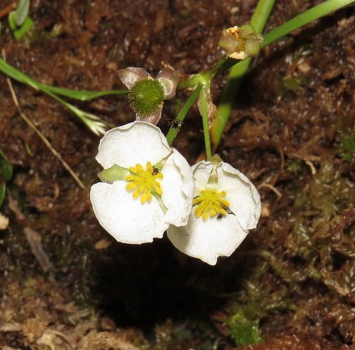 Engelmann's arrowhead: Sagittaria engelmanniana