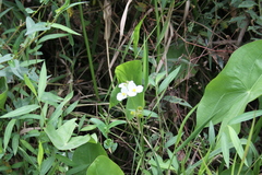 Engelmann's arrowhead (Sagittaria engelmanniana)