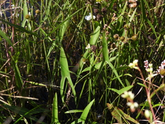 Engelmann's arrowhead (Sagittaria engelmanniana)