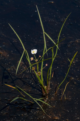 Engelmann's arrowhead (Sagittaria engelmanniana)