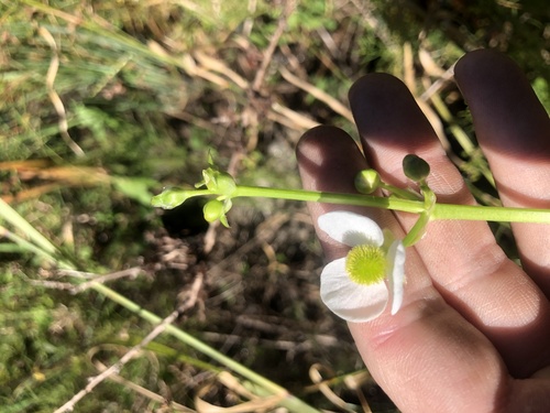 Engelmann's arrowhead (Sagittaria engelmanniana)