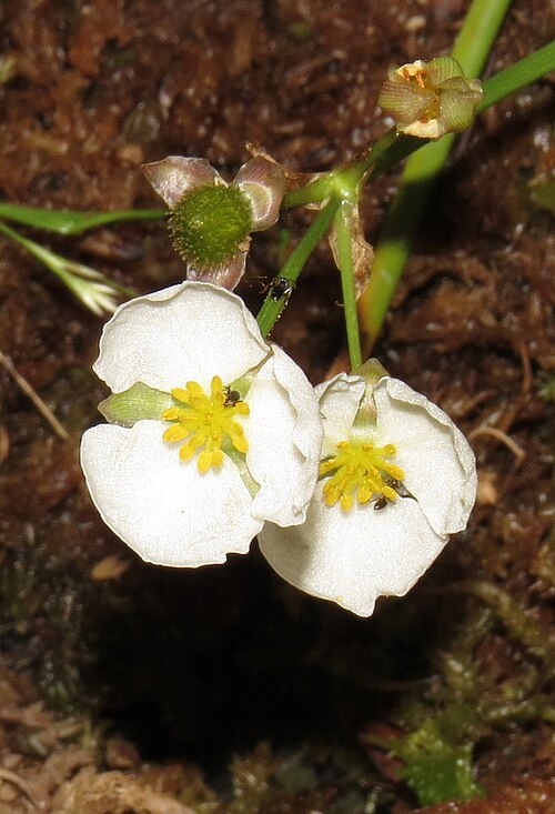 Engelmann's arrowhead: Sagittaria engelmanniana