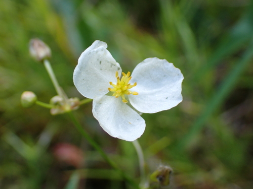 Engelmann's arrowhead (Sagittaria engelmanniana)