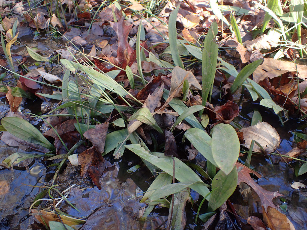 Bunched arrowhead (Sagittaria fasciculata)