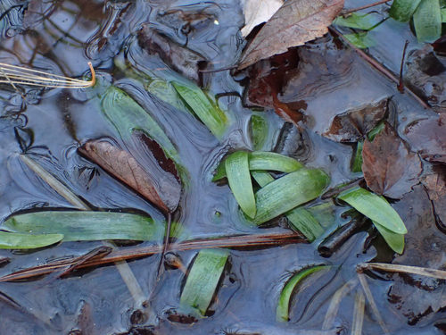 Bunched arrowhead (Sagittaria fasciculata)
