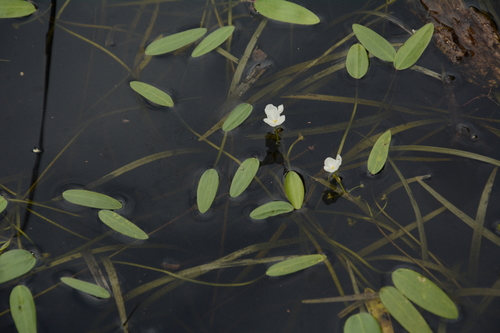 Threadleaf arrowhead (Sagittaria filiformis)