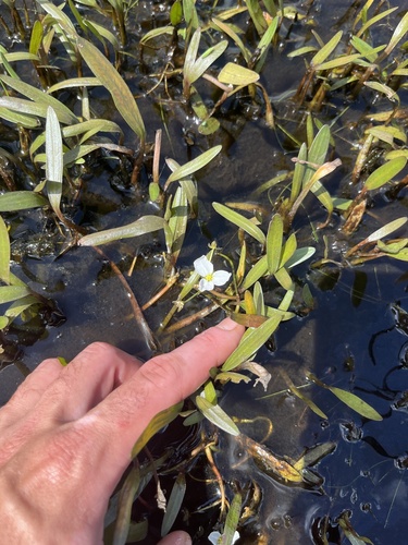 Threadleaf arrowhead (Sagittaria filiformis)