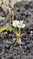 Threadleaf arrowhead (Sagittaria filiformis)