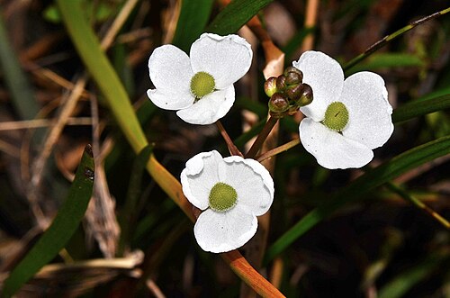 Threadleaf arrowhead: Sagittaria filiformis