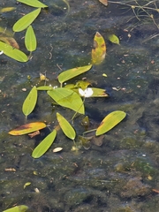 Threadleaf arrowhead (Sagittaria filiformis)