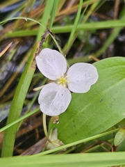 Threadleaf arrowhead (Sagittaria filiformis)