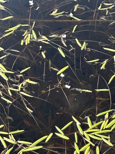 Threadleaf arrowhead (Sagittaria filiformis)