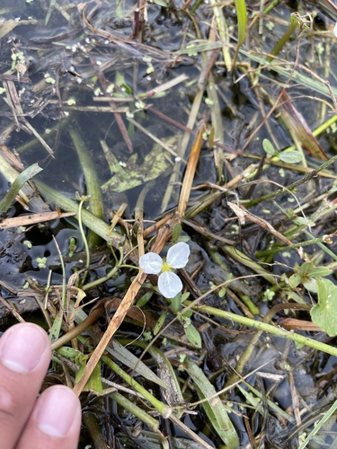 Threadleaf arrowhead (Sagittaria filiformis)