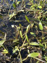Threadleaf arrowhead (Sagittaria filiformis)