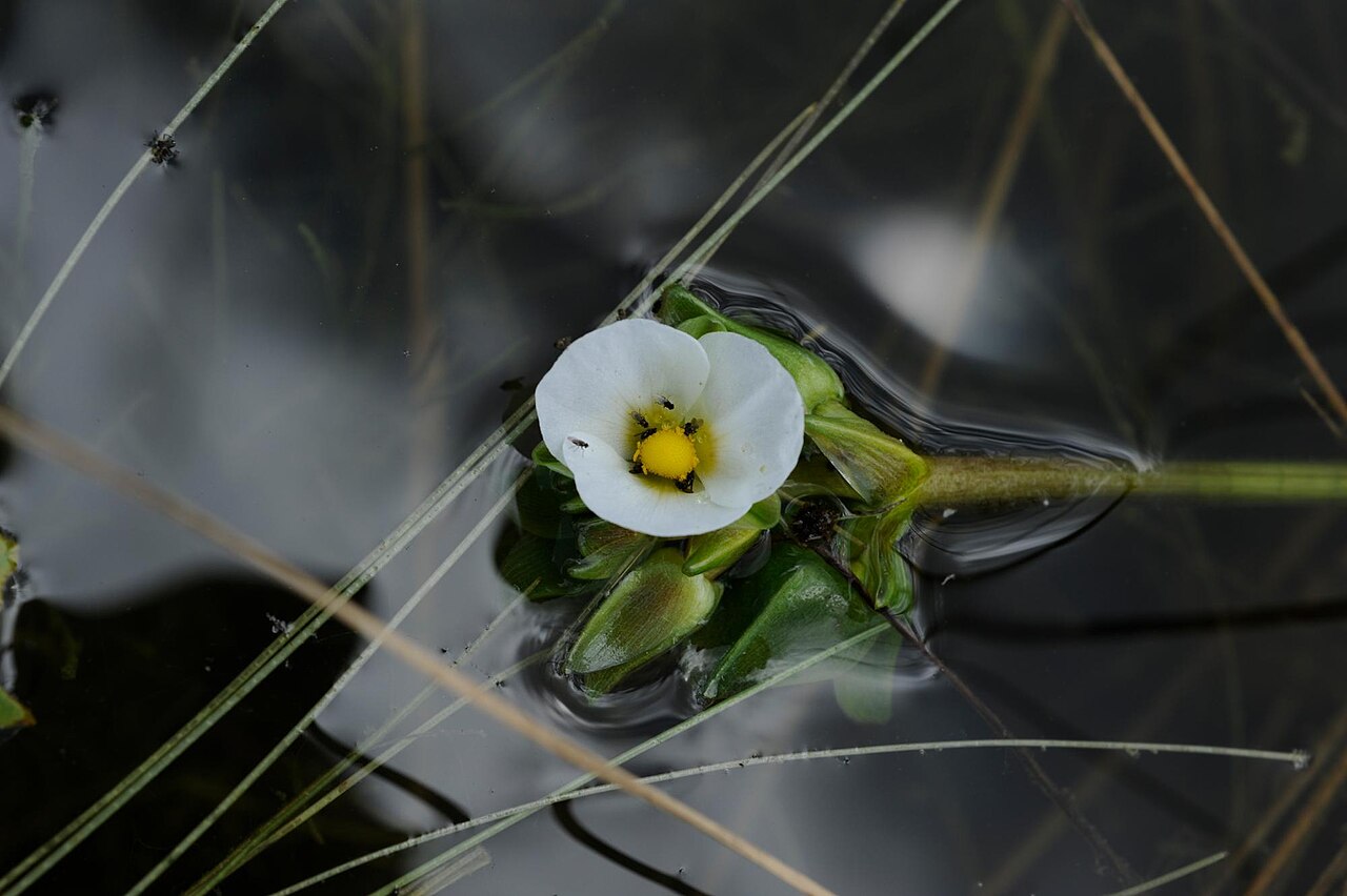 Guyanese arrowhead: Sagittaria guayanensis Kunth in a temporary pond next to a kiln in Bragança-PA