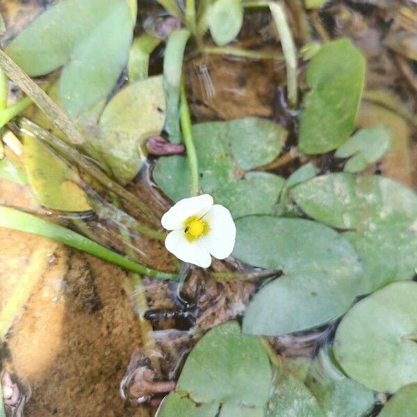 Guyanese arrowhead (Sagittaria guayanensis)