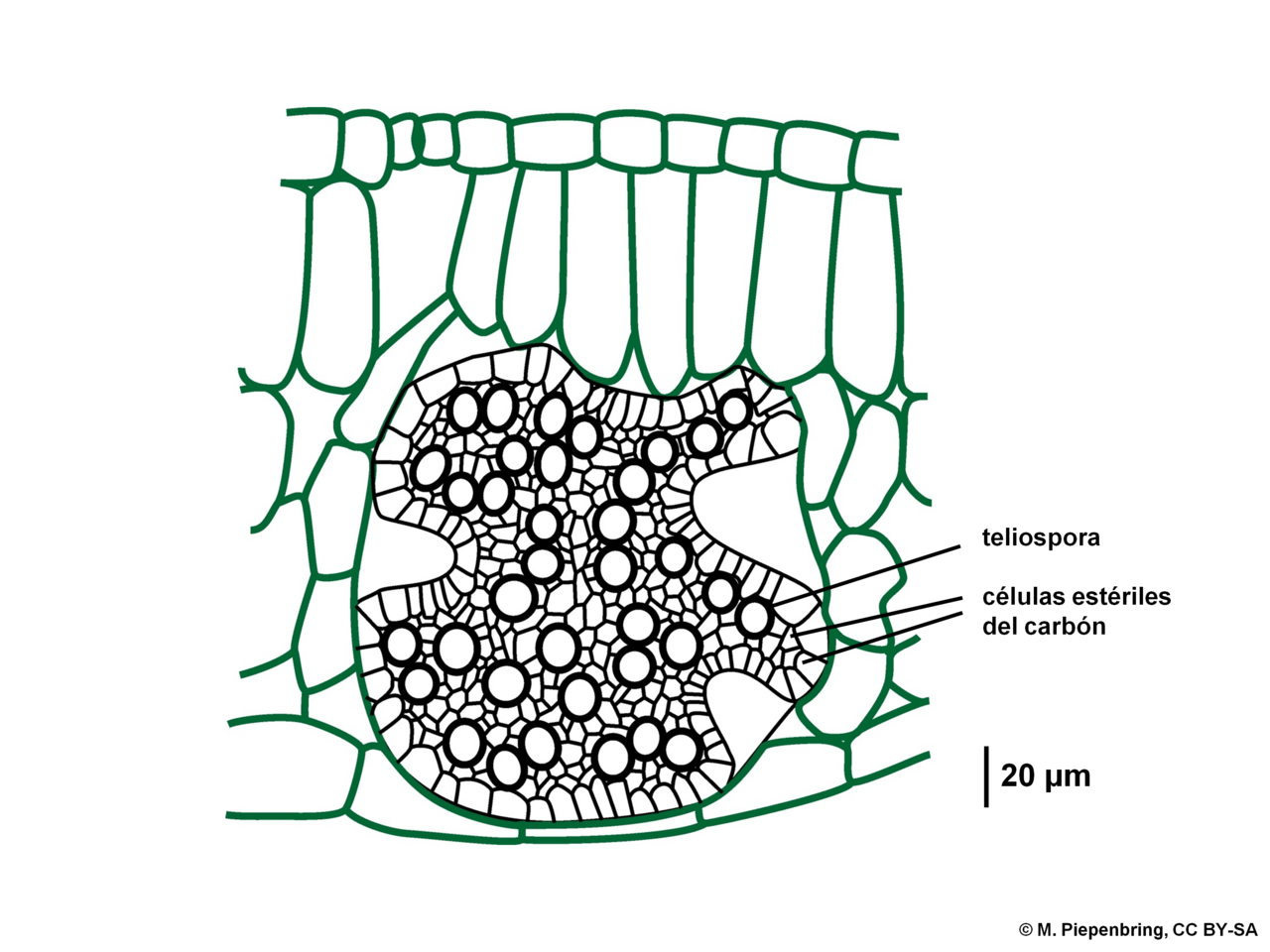 Guyanese arrowhead: Pelota con teliosporas de Narasimhania alismatis en una hoja de Sagittaria guyanensis, Doassansiales Basidiomycota
