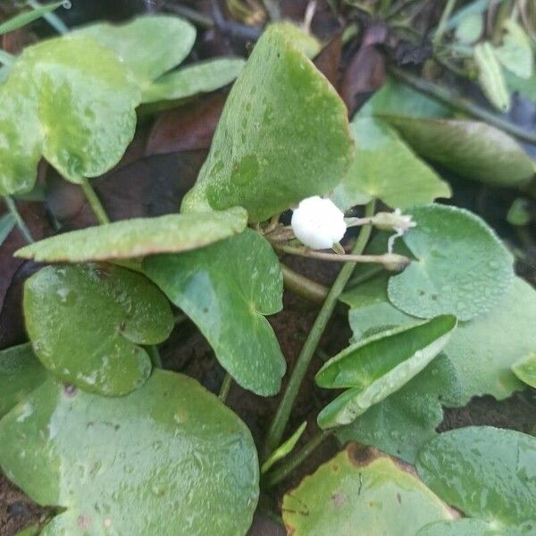 Guyanese arrowhead (Sagittaria guayanensis)