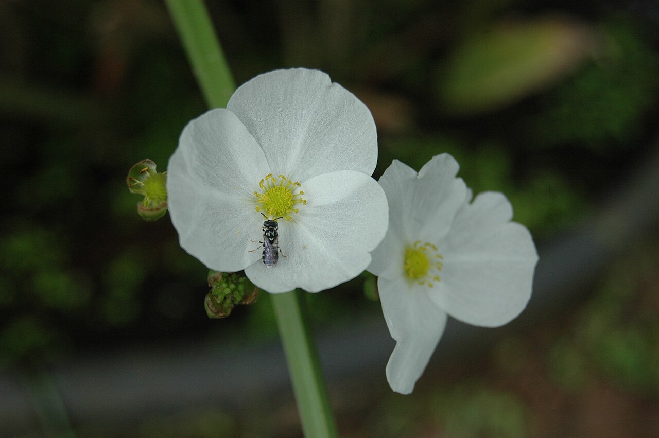 Guyanese arrowhead: Sagittaria guayanensis, photo by Md Sharif Hossain Sourav