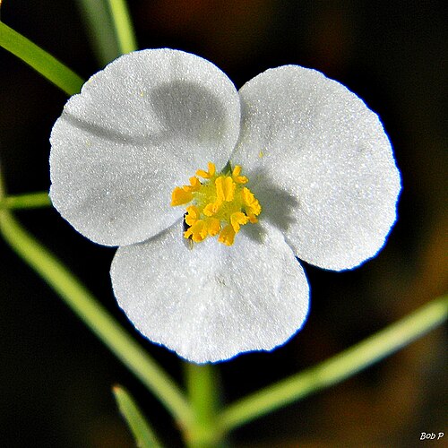 Quillwort arrowhead: I was excited to find this very tiny arrowhead species (Sagittaria isoetiformis)? blooming in a shallow ditch along a trail at Jonathan Dickinson State Park. Th