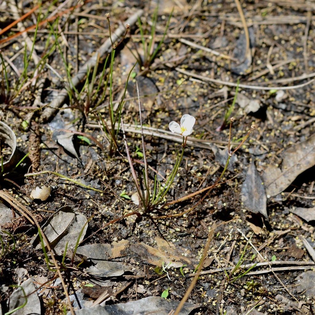 Quillwort arrowhead (Sagittaria isoetiformis)
